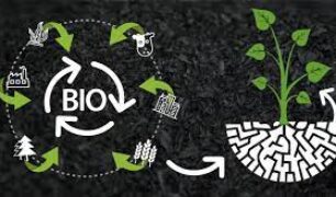 La educación sobre biochar como catalizador